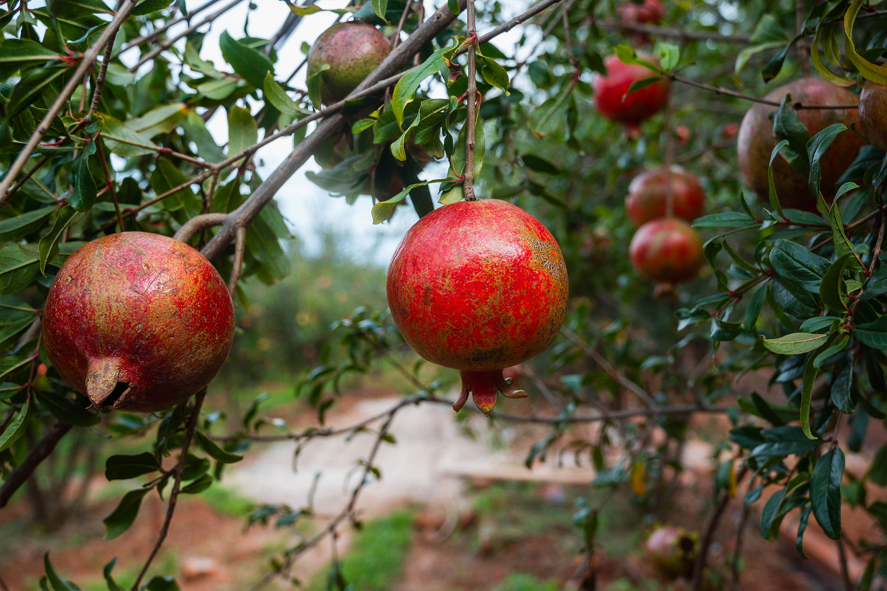 Fresh produce and wellness
